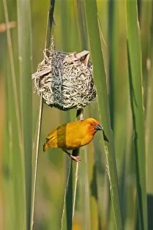African Bird Gallery: An African Golden Weaver at its nest near Soni in the Western Arc of the Usambara Mountains