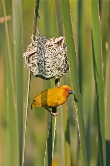 Weaver Prints: An African Golden Weaver at its nest near Soni in the Western Arc of the Usambara Mountains
