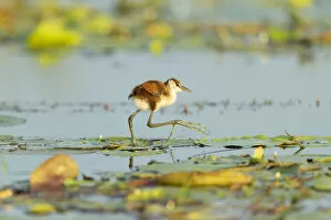 Images Dated 4th January 2021: African Jacana (Actophilornis africanus), juvenile walking on lilypads, Chobe River