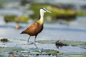 African Jacana (Actophilornis africanus), Chobe River, Botswana, Africa