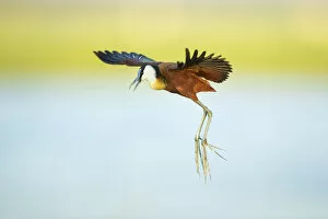 African Jacana Gallery: African Jacana (Actophilornis africanus), in flight, Chobe River, Chobe National Park