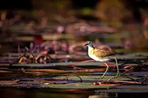 Images Dated 16th September 2022: African Jacana, Chobe River, Botswana