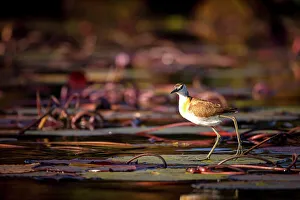 African Jacana Gallery: African Jacana, Chobe River, Botswana