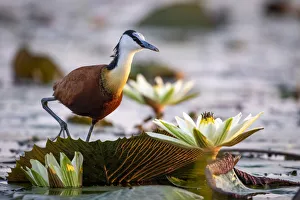 African Jacana Gallery: African Jacana with Water Lillies, Chobe River, Chobe National Park, Botswana