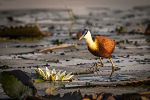 African Jacana Gallery: African Jacana with Water Lilly, Chobe River, Chobe National Park, Botswana