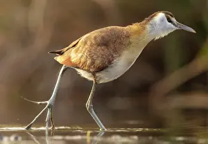 Game Reserve Prints: African Jacana, Zimanga Private Game Reserve, KwaZulu Natal, South Africa