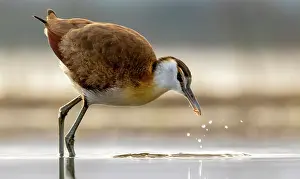 Game Reserve Prints: African Jacana, Zimanga Private Game Reserve, KwaZulu Natal, South Africa