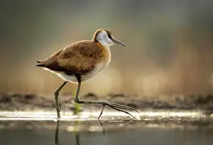 Game Reserve Prints: African Jacana, Zimanga Private Game Reserve, KwaZulu Natal, South Africa