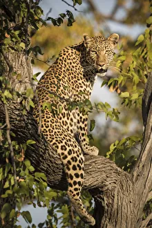 Eyes Prints: African leopard posing on three in Xakanaxa area, Moremi game reserve