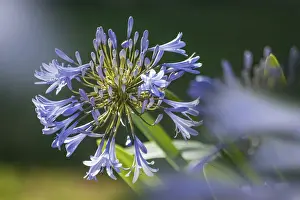 Botany Prints: African lilies (Agapanthus) in the park of Favorite Castle near Rastatt