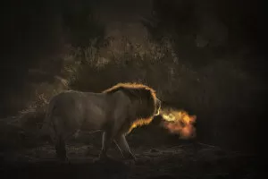 African lion (panthera leo) roaring at sunrise in the Maasaimara, Kenya