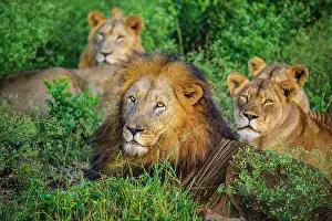 Close Ups Prints: African lion (Panthera leo), Zimanga Private Game Reserve