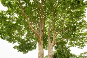 Constantia Prints: African Mahogany Tree, Kirstenbosch Botanical Gardens