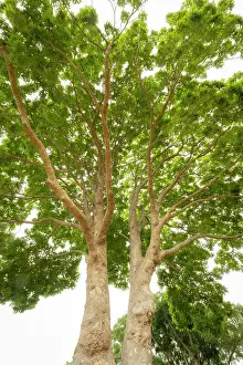 Western Cape Prints: African Mahogany Tree, Kirstenbosch Botanical Gardens