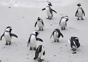 Cape Peninsula Prints: African penguins (Jackass penguins) on Boulders Beach, Simons Town, Cape Town