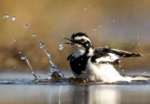 Bathing Prints: African pied wagtail bathing, Zimanga Private Game Reserve, KwaZulu Natal, South Africa