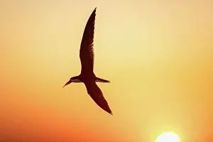 African Skimmer, Chobe River, Botswana