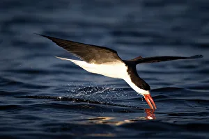 African Skimmer, Chobe River, Botswana