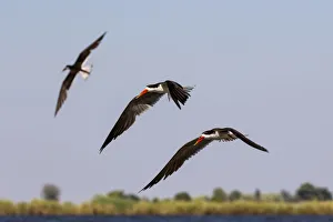 Flock Prints: African Skimmers in flight, Chobe River, Chobe National Park, Botswana