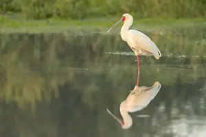 Waterhole Prints: African Spoonbill (Platalea alba) reflected in waterhole, Savuti, Chobe National Park