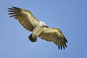 Vulture Prints: African White-backed Vulture (Gyps africanus) in flight Serengeti National Park