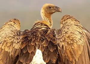 Natal Prints: African white backed vulture, Zimanga Private Game Reserve, Natal, South Africa