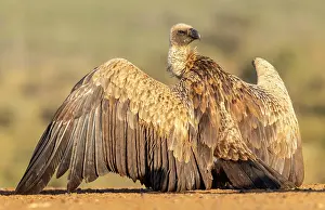 Kwazulu Natal Prints: African white backed vulture, Zimanga Private Game Reserve, KwaZulu Natal, South Africa