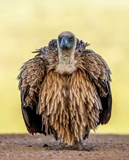 Game Reserve Prints: African white backed vulture, Zimanga Private Game Reserve, KwaZulu Natal, South Africa