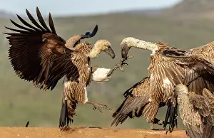 Fighting Prints: African white backed vultures fighting