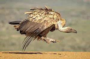 Fighting Prints: African white backed vultures fighting
