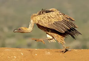 Fighting Prints: African white backed vultures fighting