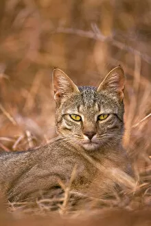 Images Dated 1st December 2022: African Wild Cat, Hwange National Park, Zimbabwe
