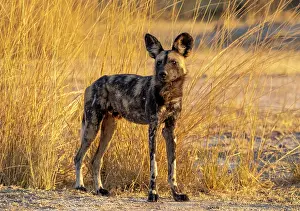 Zambia Prints: African wild dog (Lycaon pictus), South Luangwa National Park, Zambia
