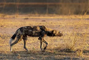 Zambia Prints: African wild dog (Lycaon pictus) hunting, South Luangwa National Park, Zambia