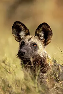 Wild Dog Prints: African Wild Dog lying in the grass, Moremi Game Reserve, Okavango Delta, Botswana