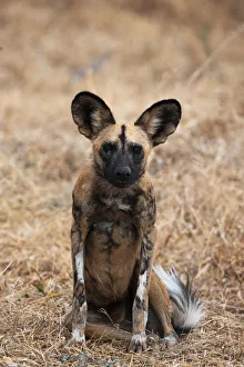 African Wild Dog Gallery: African Wild Dog, Moremi Game Reserve, Botswana