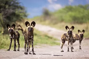 Botswana Collection: African Wild Dog, Nxai Pan National Park, Botswana