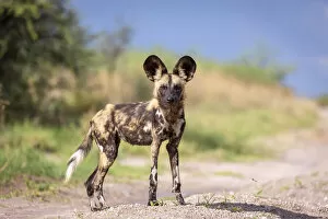 Images Dated 26th March 2021: African Wild Dog, Nxai Pan National Park, Botswana