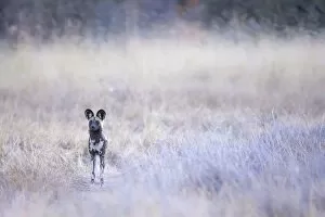 Images Dated 17th June 2020: African Wild Dog, Okavango Delta, Botswana