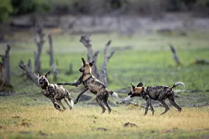 Playing Prints: African Wild Dog pups at play, Okavango Delta, Botswana