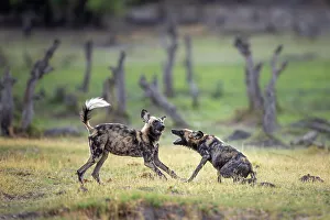 African Wild Dog pups at play, Okavango Delta, Botswana