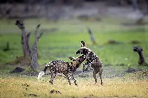 Playing Prints: African Wild Dog pups at play, Okavango Delta, Botswana