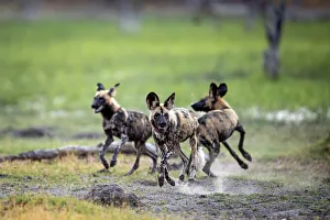 Playing Prints: African Wild Dog pups at play, Okavango Delta, Botswana