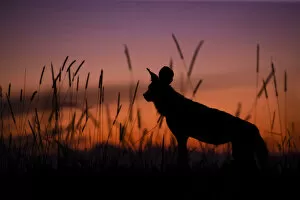 African Wild Dog silhouette, Khwai River, Okavango Delta, Botswana