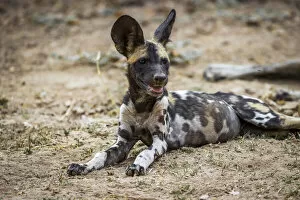 Images Dated 16th February 2022: African wild dog, South Luangwa National Park, Zambia