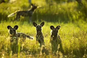 Images Dated 26th February 2021: African Wild Dogs (Lycaon pictus), Savuti, Chobe National Park, Botswana, Africa
