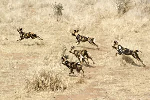 Images Dated 12th October 2017: African Wild Dogs running in the savannah, Namibia, Africa