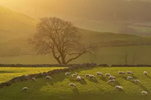 Images Dated 26th April 2022: Afternoon Sunshine on Grazing Sheep, near Earl Sterndale, Peak District National Park, Derbyshire