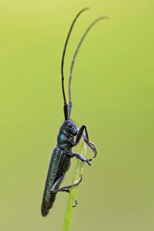 Insects Prints: Agapanthia violacea, Liguria, Vobbia, Italy