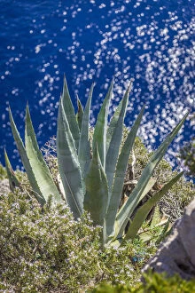 Agave Gallery: Agave on the cliffs of Capri, Gulf of Naples, Campania, Italy